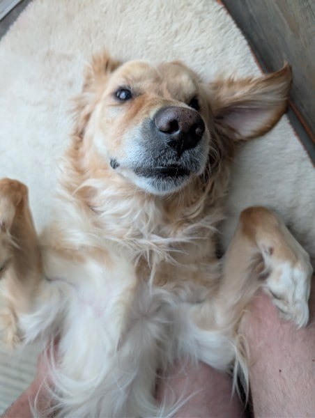 Milo the Golden Retriever